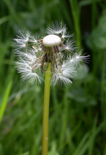 Pflanzenbild gross Gewöhnlicher Löwenzahn - Taraxacum officinale aggr.