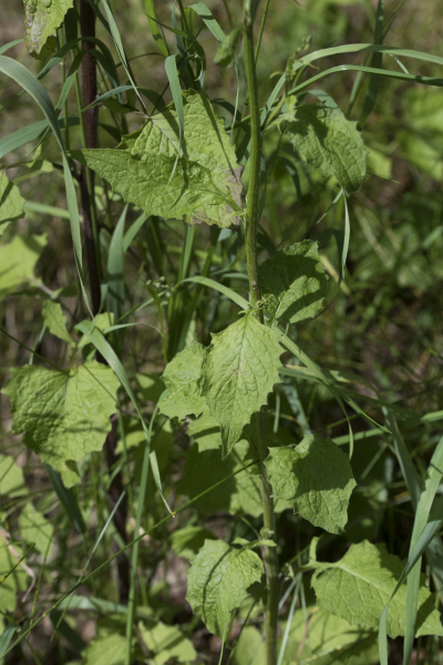 Pflanzenbild gross Rainkohl - Lapsana communis