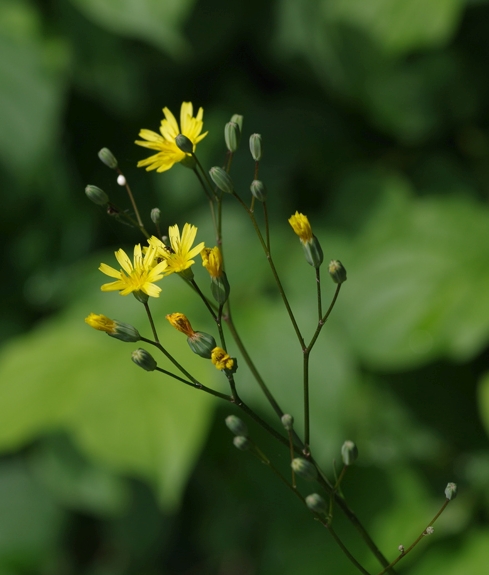 Pflanzenbild gross Rainkohl - Lapsana communis