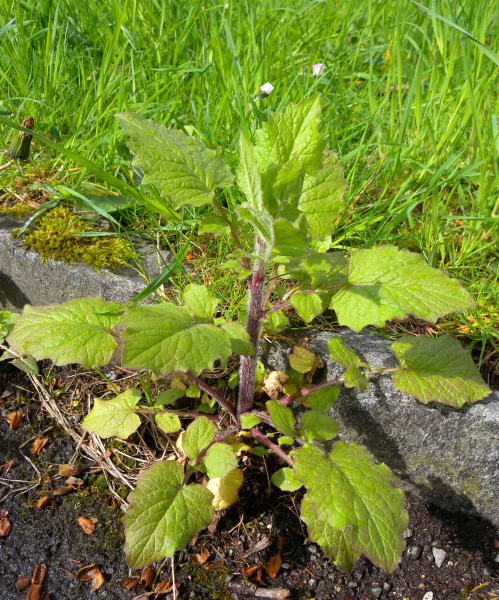 Pflanzenbild gross Rainkohl - Lapsana communis