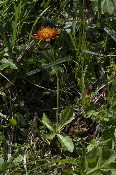 Pflanzenbild gross Gold-Pippau - Crepis aurea