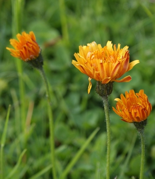 Pflanzenbild gross Gold-Pippau - Crepis aurea