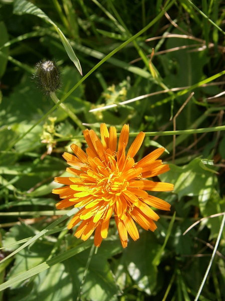 Pflanzenbild gross Gold-Pippau - Crepis aurea
