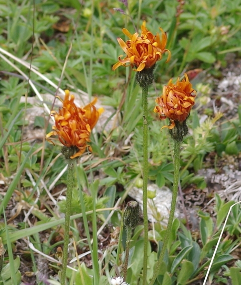 Pflanzenbild gross Gold-Pippau - Crepis aurea