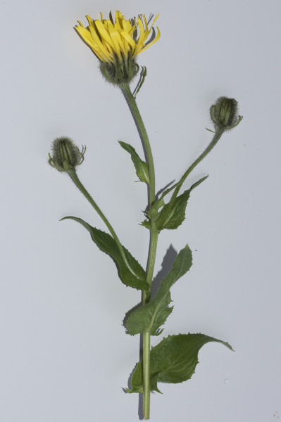 Pflanzenbild gross Pyrenäen-Pippau - Crepis pyrenaica