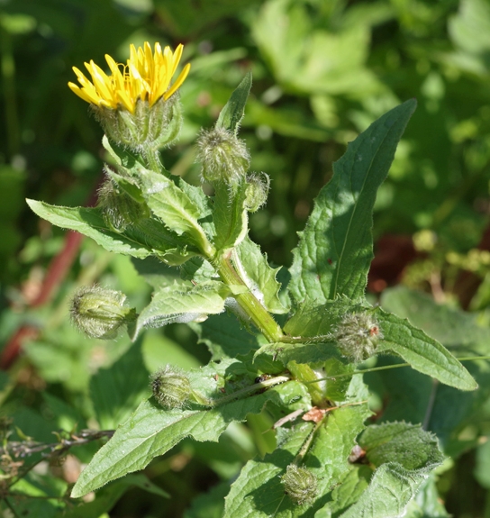 Pflanzenbild gross Pyrenäen-Pippau - Crepis pyrenaica