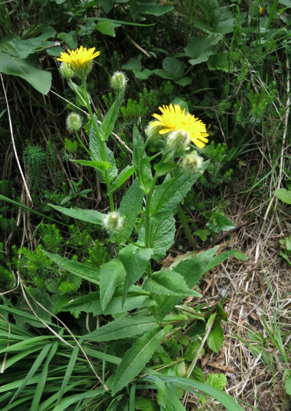 Pflanzenbild gross Pyrenäen-Pippau - Crepis pyrenaica