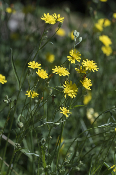 Pflanzenbild gross Kleinköpfiger Pippau - Crepis capillaris