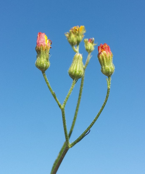 Pflanzenbild gross Kleinköpfiger Pippau - Crepis capillaris