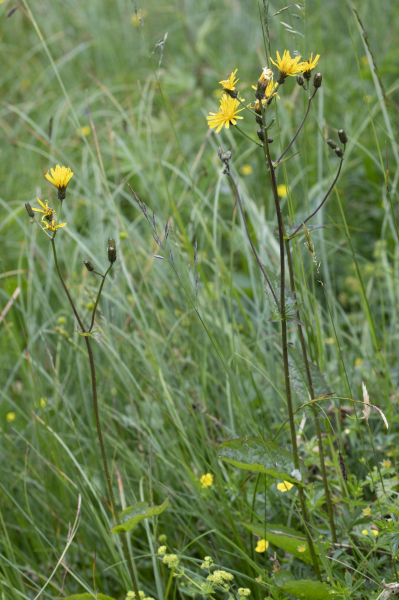 Pflanzenbild gross Sumpf-Pippau - Crepis paludosa