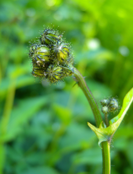 Pflanzenbild gross Sumpf-Pippau - Crepis paludosa