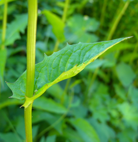 Pflanzenbild gross Sumpf-Pippau - Crepis paludosa