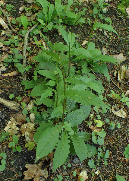 Pflanzenbild gross Sumpf-Pippau - Crepis paludosa