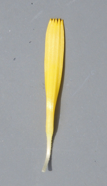 Pflanzenbild gross Grossköpfiger Pippau - Crepis conyzifolia