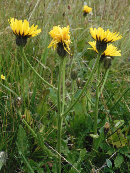 Pflanzenbild gross Grossköpfiger Pippau - Crepis conyzifolia
