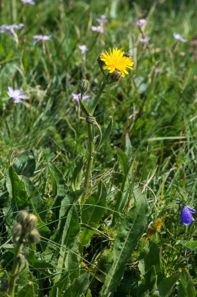 Pflanzenbild gross Grossköpfiger Pippau - Crepis conyzifolia