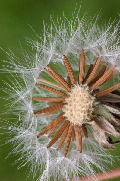Pflanzenbild gross Wiesen-Pippau - Crepis biennis