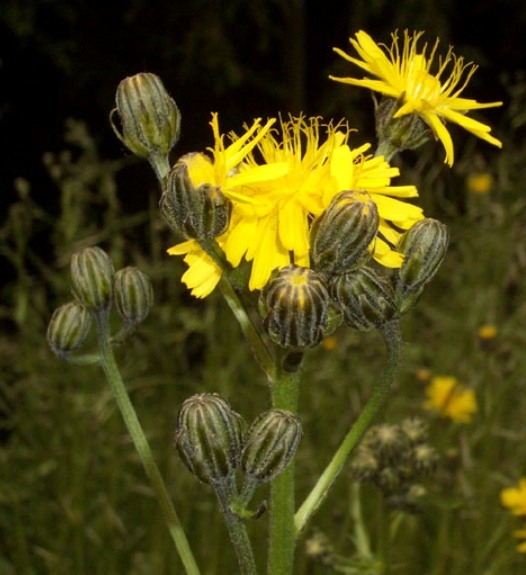 Pflanzenbild gross Wiesen-Pippau - Crepis biennis