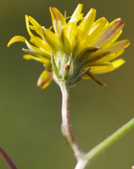 Pflanzenbild gross Löwenzahnblättriger Blasen-Pippau - Crepis vesicaria subsp. taraxacifolia