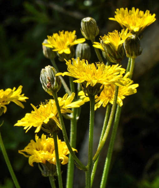 Pflanzenbild gross Löwenzahnblättriger Blasen-Pippau - Crepis vesicaria subsp. taraxacifolia