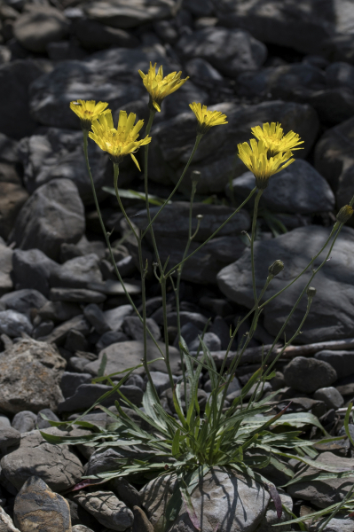 Pflanzenbild gross Grasnelkenblättriges Habichtskraut - Hieracium staticifolium