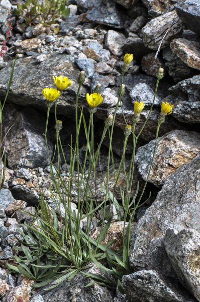 Pflanzenbild gross Grasnelkenblättriges Habichtskraut - Hieracium staticifolium