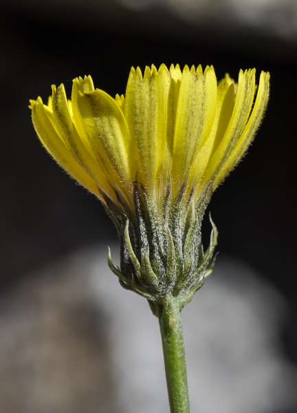 Pflanzenbild gross Grasnelkenblättriges Habichtskraut - Hieracium staticifolium