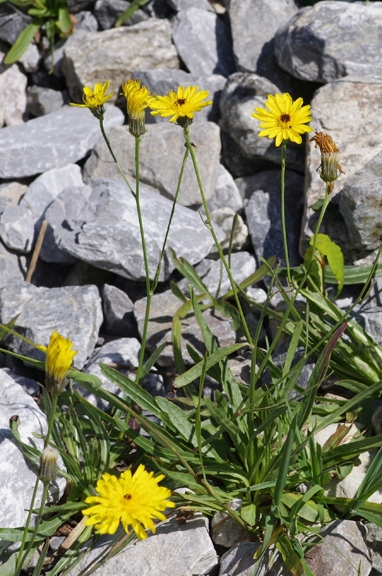 Pflanzenbild gross Grasnelkenblättriges Habichtskraut - Hieracium staticifolium