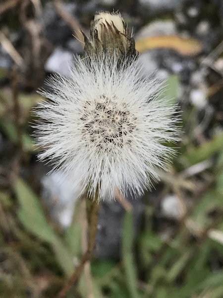 Pflanzenbild gross Grasnelkenblättriges Habichtskraut - Hieracium staticifolium