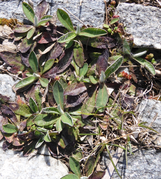 Pflanzenbild gross Langhaariges Habichtskraut - Hieracium pilosella