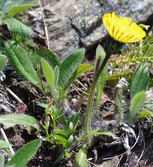 Pflanzenbild gross Langhaariges Habichtskraut - Hieracium pilosella