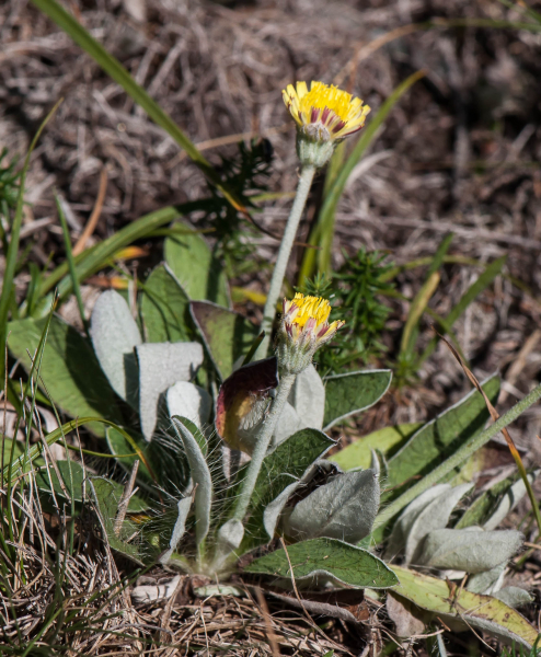 Pflanzenbild gross Langhaariges Habichtskraut - Hieracium pilosella