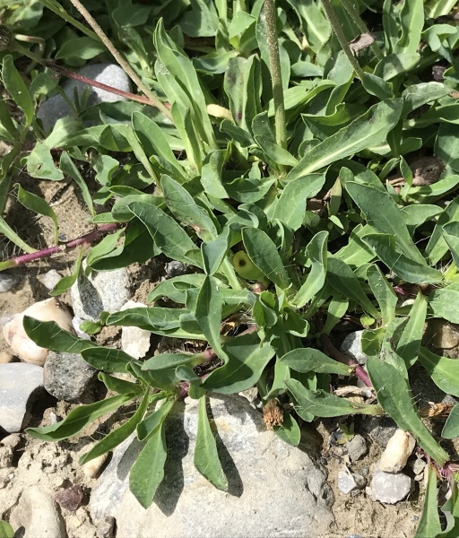 Pflanzenbild gross Öhrchen-Habichtskraut - Hieracium lactucella