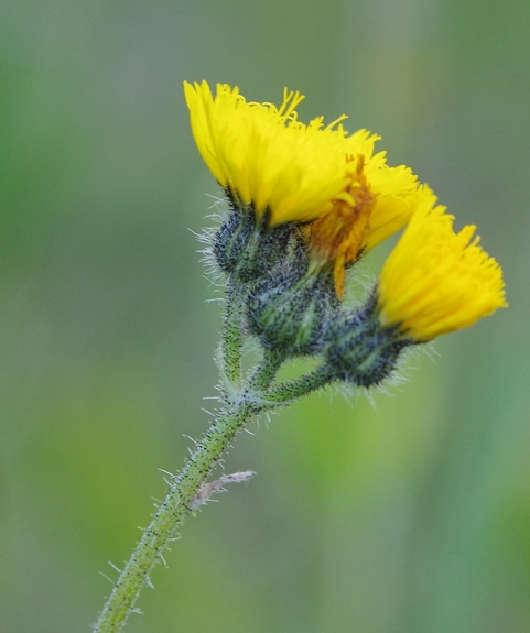 Pflanzenbild gross Öhrchen-Habichtskraut - Hieracium lactucella