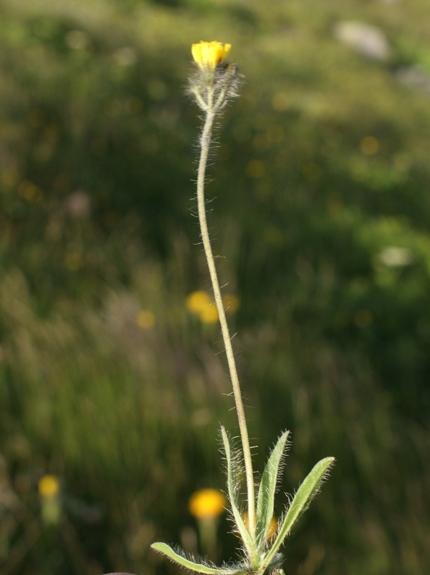 Pflanzenbild gross Gletscher-Habichtskraut - Hieracium angustifolium