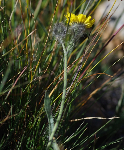 Pflanzenbild gross Gletscher-Habichtskraut - Hieracium angustifolium