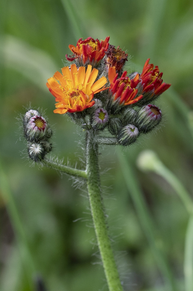 Pflanzenbild gross Orangerotes Habichtskraut - Hieracium aurantiacum