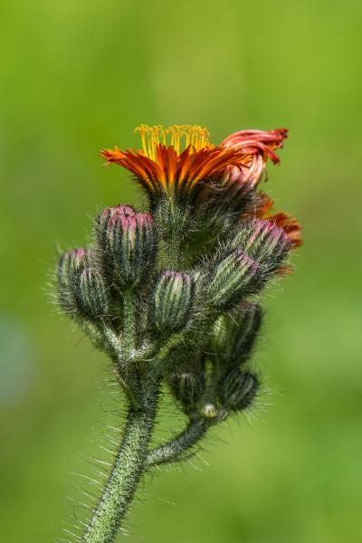 Pflanzenbild gross Orangerotes Habichtskraut - Hieracium aurantiacum