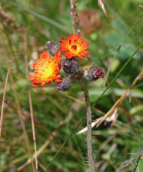 Pflanzenbild gross Orangerotes Habichtskraut - Hieracium aurantiacum