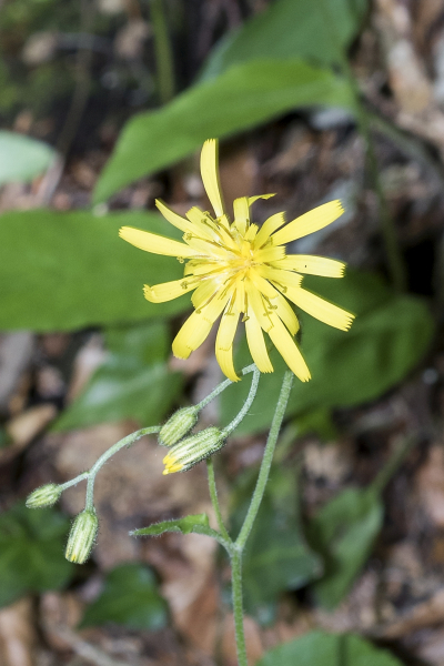 Pflanzenbild gross Wald-Habichtskraut - Hieracium murorum aggr.