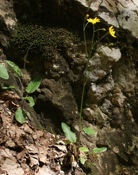 Pflanzenbild gross Wald-Habichtskraut - Hieracium murorum aggr.