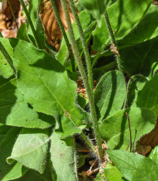 Pflanzenbild gross Wald-Habichtskraut - Hieracium murorum aggr.