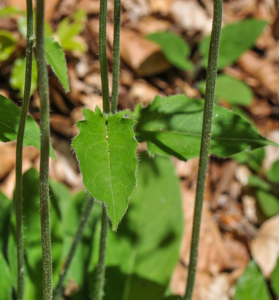 Pflanzenbild gross Wald-Habichtskraut - Hieracium murorum aggr.