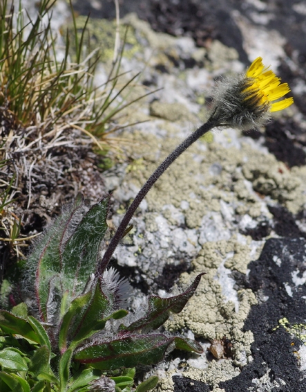 Pflanzenbild gross Drüsiges Grauzottiges Habichtskraut - Hieracium glanduliferum