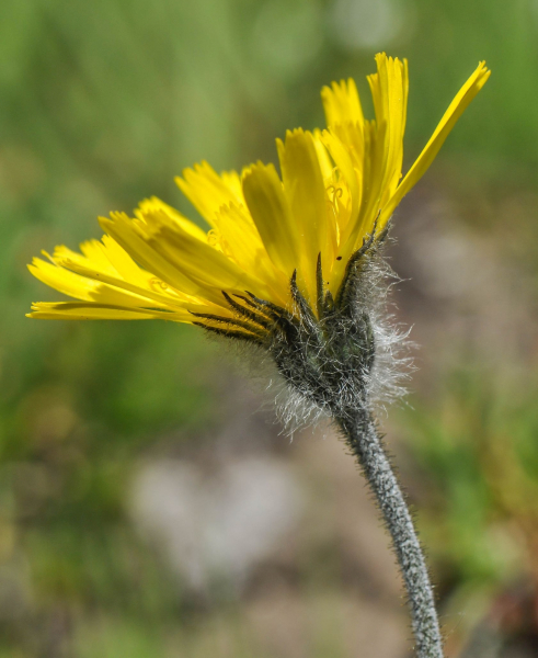 Pflanzenbild gross Drüsiges Grauzottiges Habichtskraut - Hieracium glanduliferum
