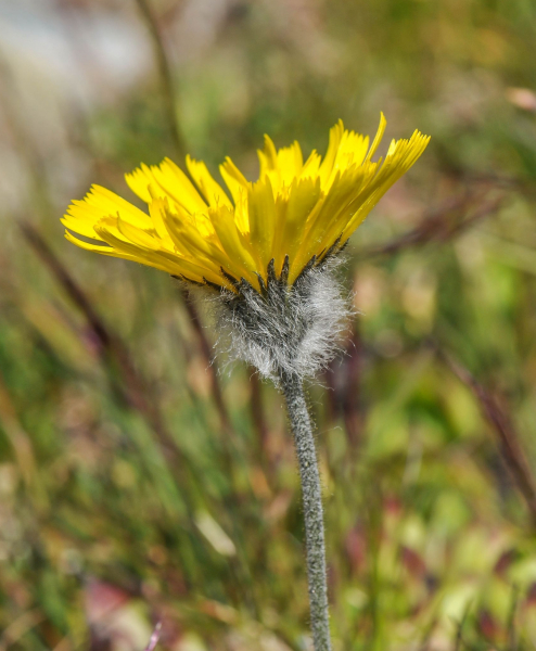 Pflanzenbild gross Drüsiges Grauzottiges Habichtskraut - Hieracium glanduliferum