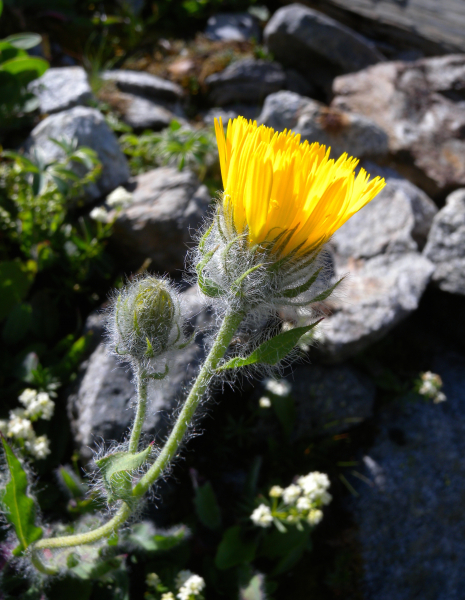 Pflanzenbild gross Zottiges Habichtskraut - Hieracium villosum