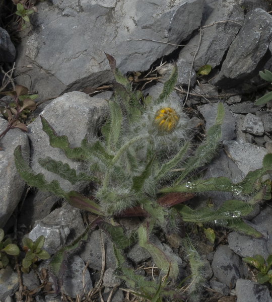 Pflanzenbild gross Zottiges Habichtskraut - Hieracium villosum