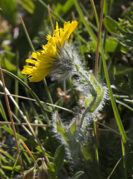 Pflanzenbild gross Zottiges Habichtskraut - Hieracium villosum