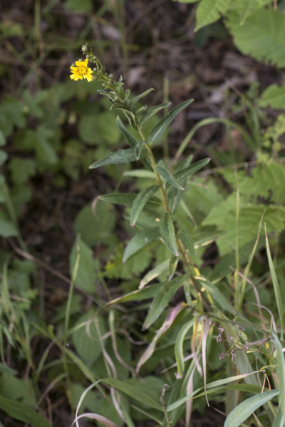 Pflanzenbild gross Doldiges Habichtskraut - Hieracium umbellatum aggr.